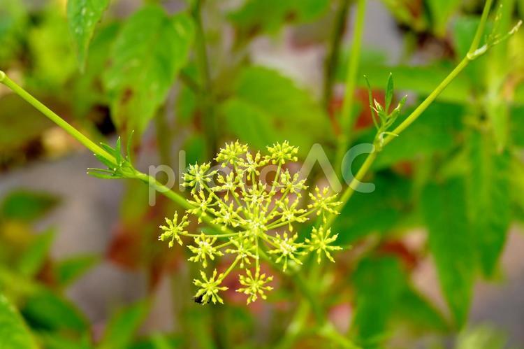 緑の中で咲く小さな花 花,小花,黄緑の写真素材