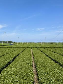 新茶シーズンの牧之原大茶園 新茶シーズンの牧之原大茶園の写真