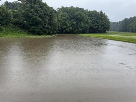 Photo, rain, paddy field, landscape, 