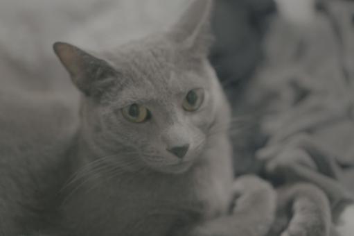 のんびりとした家猫の日常 のんびりとした家猫の日常の写真