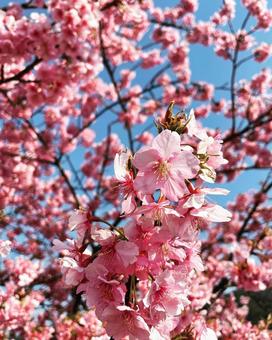 河津桜 河津桜,早咲き桜,春の訪れの写真素材