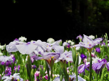 花菖蒲 花菖蒲の写真