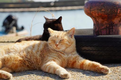 猫島の二匹の猫ちゃんの写真