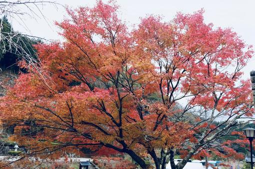 京都の紅葉 京都の紅葉の写真