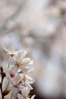 快晴の満開の白い桜 快晴の満開の白い桜の写真