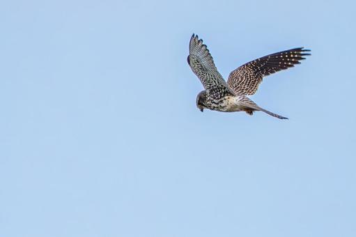 チョウゲンボウ(60) 鳥,チョウゲンボウ,ホバリングの写真素材