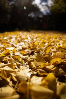 銀杏 銀杏,紅葉,秋の写真素材