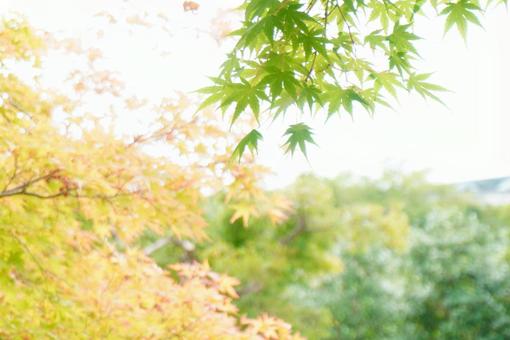 Colorful maple leaves, JPG Colorful maple leaves, JPG