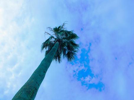 palm trees and sky, JPG