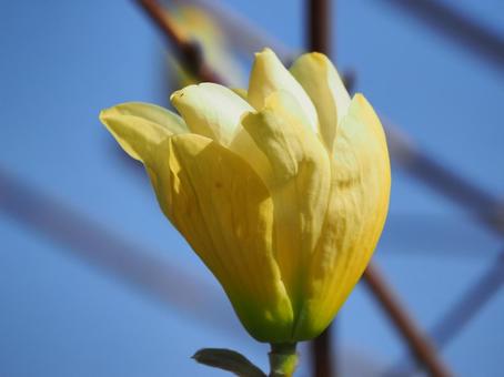 こぶしの写真