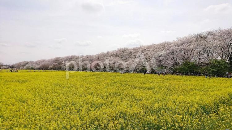 桜と菜の花畑 風景,自然,鮮やかの写真素材