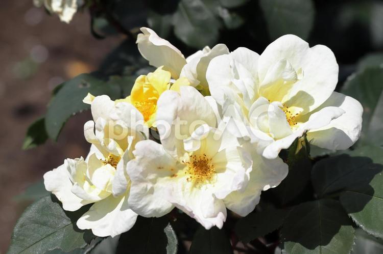 薔薇（サニーノックアウト） 薔薇,バラ,サニーノックアウトの写真素材