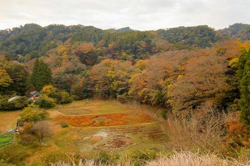 もみじロード もみじロード,秋,紅葉の写真素材