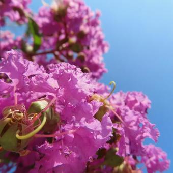 サルスベリ サルスベリ,花,花びらの写真素材