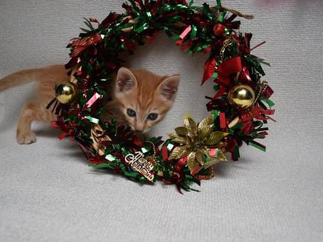 クリスマスリースに興味津々の子猫 クリスマス,クリスマスリース,子猫の写真素材