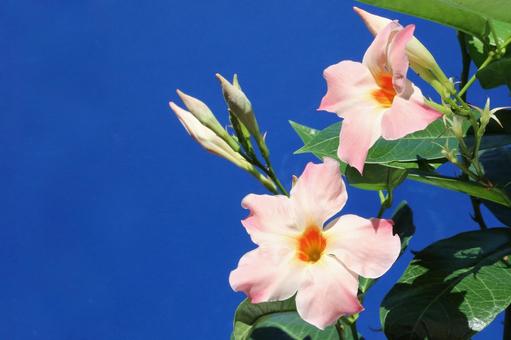 マンデリア・サンデリの花 マンデリア・サンデリの花 植物,花びら,つぼみの写真素材