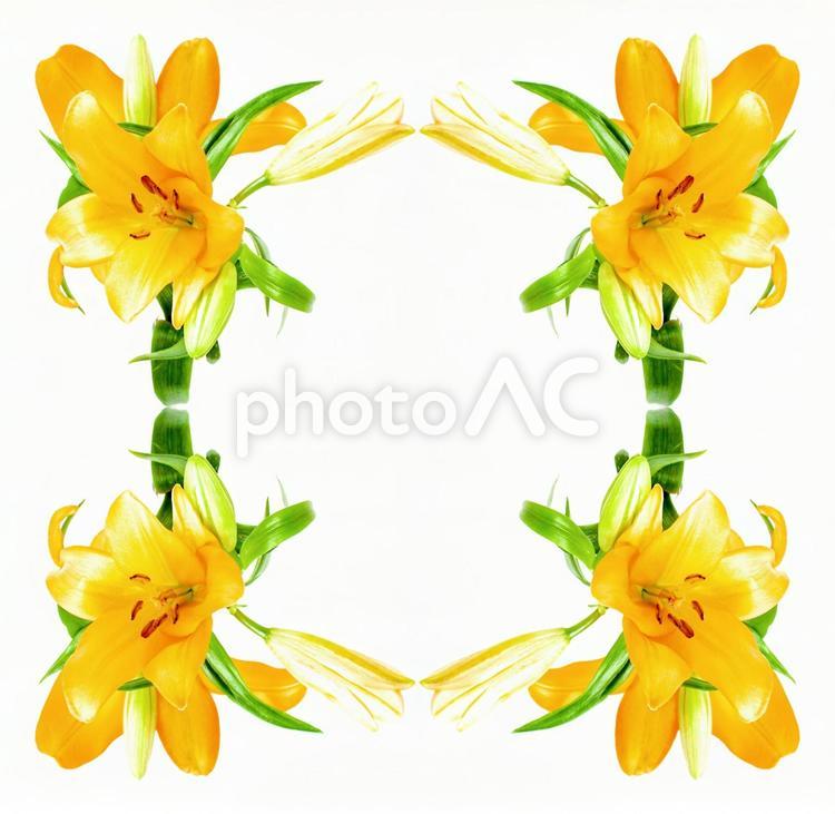 オレンジ色のユリ花柄イメージ素材 花,オレンジ色,百合の写真素材