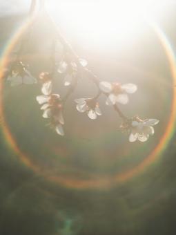 Flare and plum blossoms, JPG