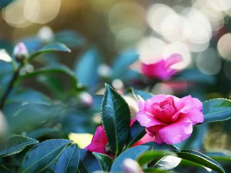 バラのような山茶花の写真