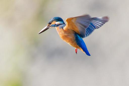 カワセミの高速羽搏きホバリング カワセミ,川蝉,翡翠の写真素材