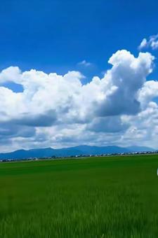 入道雲と田んぼ 入道雲と田んぼの写真