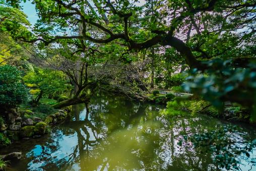 【石川】兼六園 文化財指定庭園 石川,兼六園,金沢の写真素材