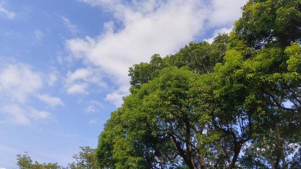 樹木 空 樹木 空 の写真