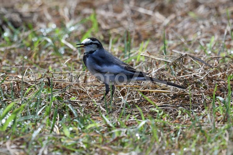 目の前で自己主張するハクセキレイ 野鳥,バードウォッチング,セキレイの写真素材
