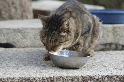 ねこ のらねこ,にゃんこ,可愛いの写真素材