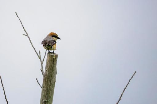 Photo, bird, wild bird, mos, 