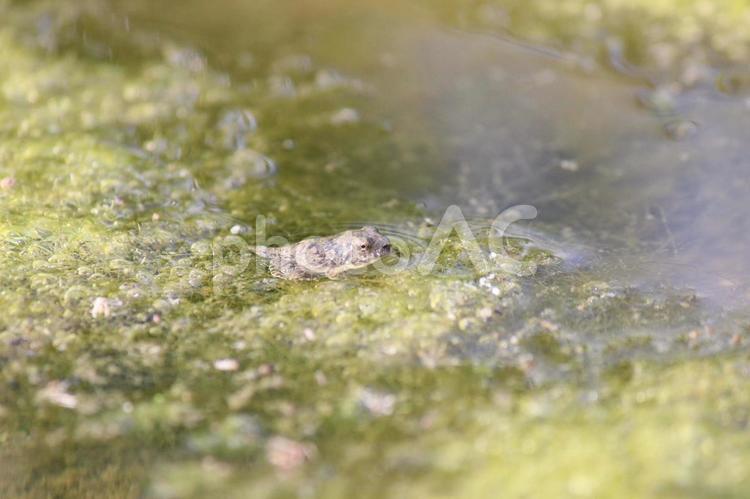 田んぼの生き物05 ビオトープ,里山,田んぼの写真素材