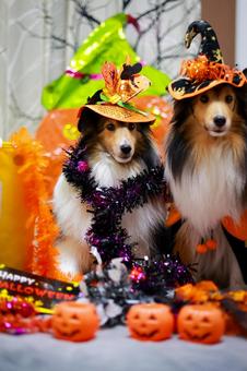 シェルティ シェルティ,ハロウィン,セーブルの写真素材