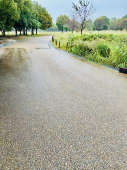 雨で濡れた道 道,公園,歩くの写真素材