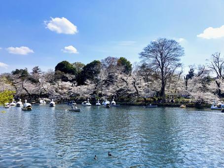 東京都　井の頭恩師公園　桜の季節 桜,井の頭公園,春の写真素材