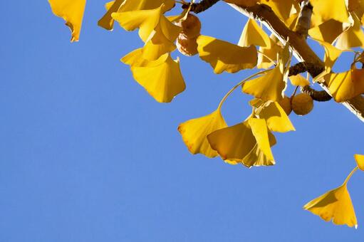 黄金色の銀杏の葉と青空 イチョウ,黄葉,紅葉の写真素材