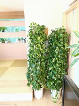 大型観葉植物 ポトスタワー鉢植え10号鉢 大型観葉植物 ポトスタワー鉢植え10号鉢 大型観葉植物,ポトス,タワーの写真素材