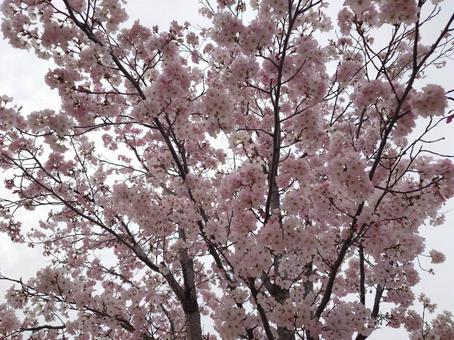 桜　横向き さくら,春,祝の写真素材