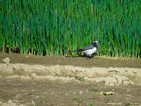 田んぼの脇を歩くセグロセキレイ セグロセキレイ,野鳥,動物の写真素材