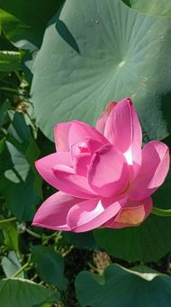 二ツ屋の大賀蓮（古代バス・千年蓮） 蓮,はす,ハスの写真素材