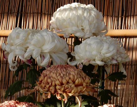 【風景写真】福山菊花展覧会の風景 キク,菊,菊花展の写真素材