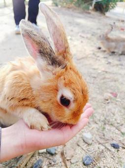 大久野島のうさぎ うさぎ,動物,大久野島の写真素材