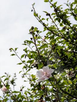 夏の光を浴びるムクゲ ムクゲ,花,植物の写真素材