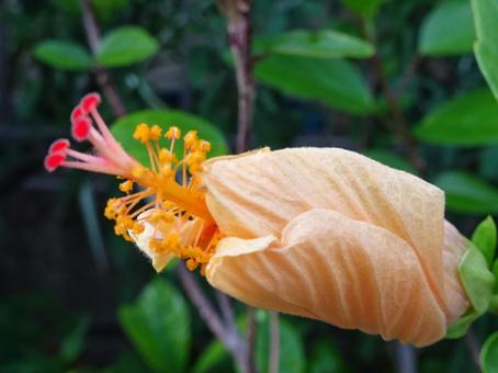 夏のつぼみの写真