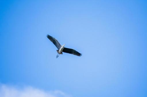 アオサギの飛翔(23)の写真