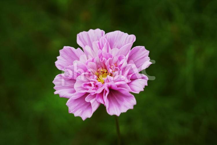 コスモスは秋の代表花 コスモス,秋桜,コスモス畑の写真素材