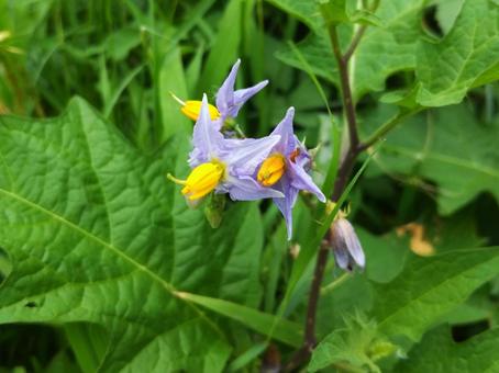 薄紫色の星形の花のワルナスビ 薄紫色の星形の花のワルナスビ 花,ワルナスビ,薄紫色の写真素材