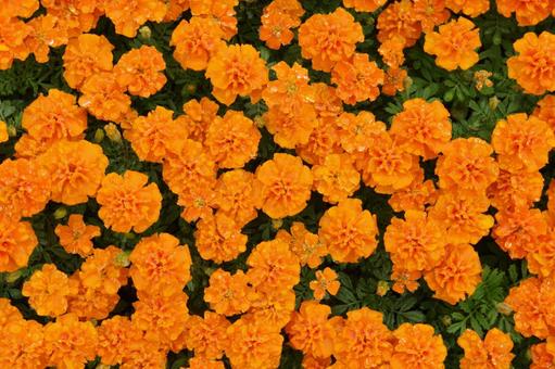 【背景】霧雨のなか咲く明るいオレンジの花 【背景】霧雨のなか咲く明るいオレンジの花 背景,明るいオレンジ,オレンジの写真素材