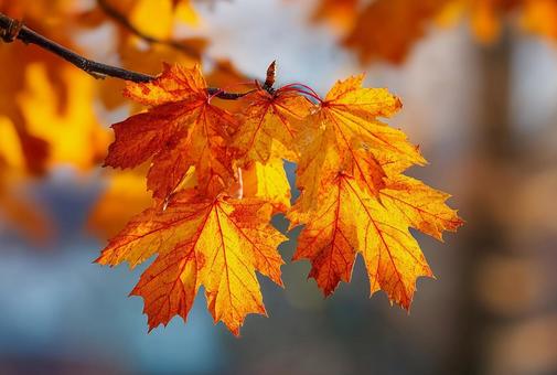 枝に輝く秋の彩り 枝に輝く秋の彩りの写真