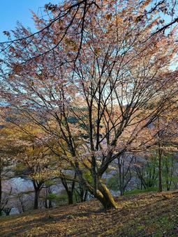 Photo, cherry blossoms, yoshino, yoshino cherry tree, 