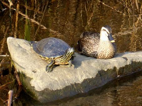 岩上で仲良くくつろぐカルガモとミドリガメ 岩上で仲良くくつろぐカルガモとミドリガメの写真